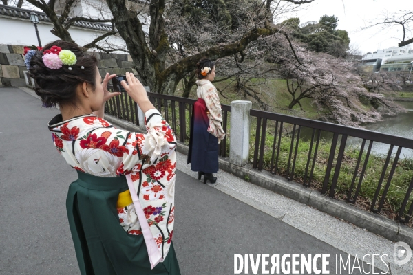 La floraison des cerisiers a tokyo