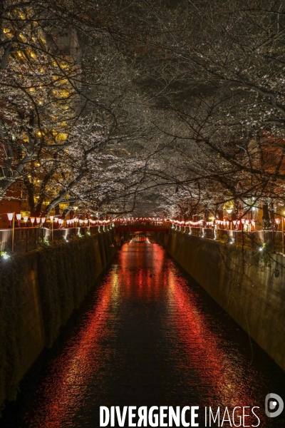 La floraison des cerisiers a tokyo