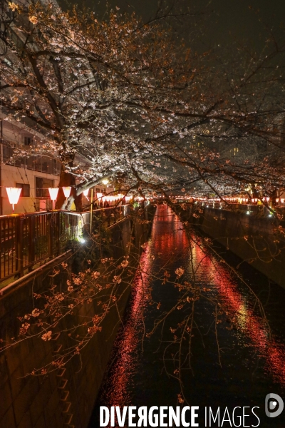 La floraison des cerisiers a tokyo