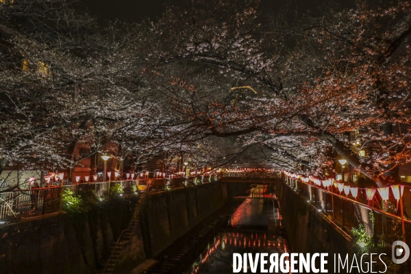 La floraison des cerisiers a tokyo