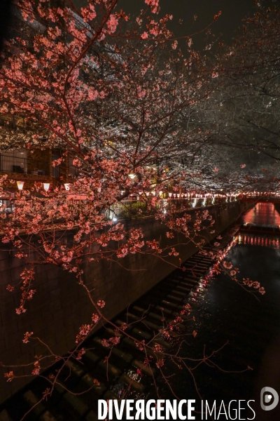 La floraison des cerisiers a tokyo