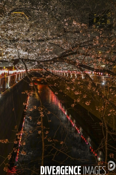 La floraison des cerisiers a tokyo