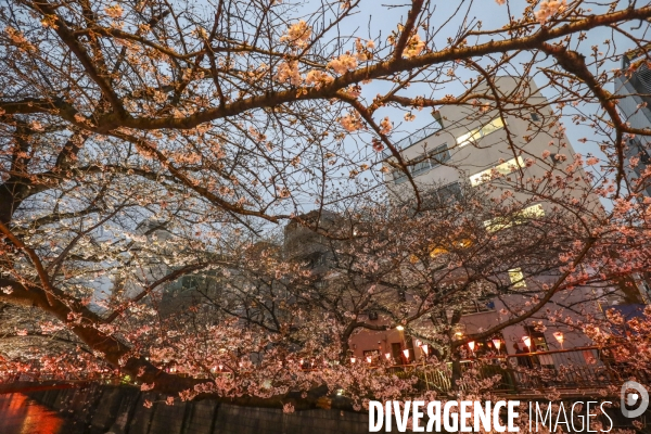 La floraison des cerisiers a tokyo