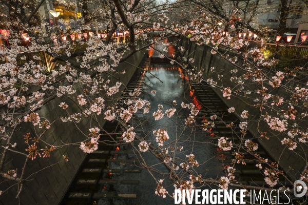 La floraison des cerisiers a tokyo