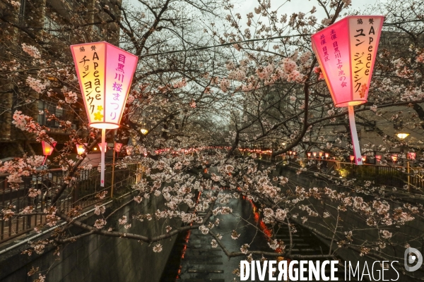 La floraison des cerisiers a tokyo