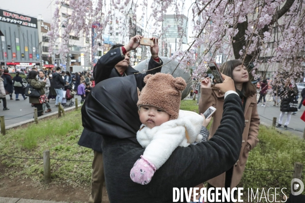 La floraison des cerisiers a tokyo