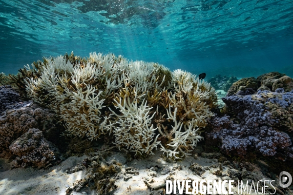 Acropora en phase de blanchissement