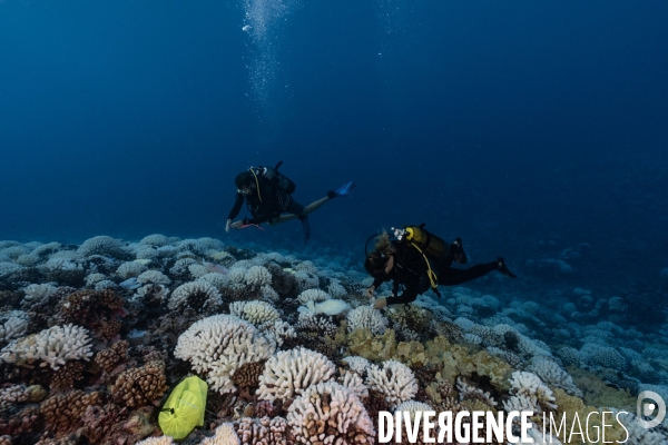Scientifiques etudiant le blanchissement des recifs coralliens.