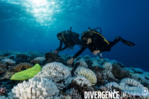 Scientifiques etudiant le blanchissement des recifs coralliens.