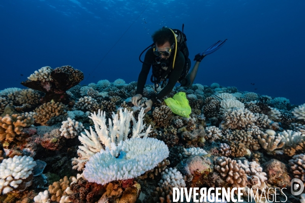 Scientifique etudiant le blanchissement des recifs coralliens.