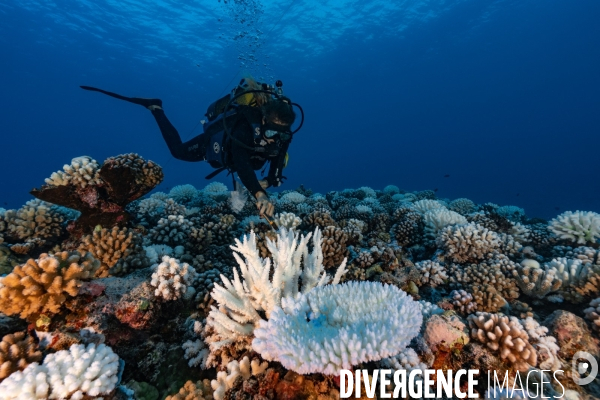 Scientifique etudiant le blanchissement des recifs coralliens.