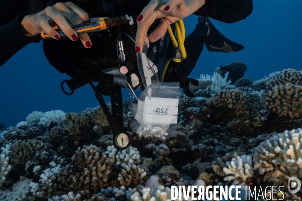 Scientifique etudiant le blanchissement des recifs coralliens.