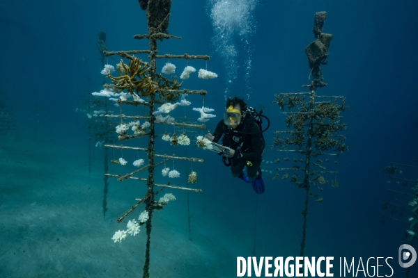 Biologiste marin en plongée sur les arbres  à coraux