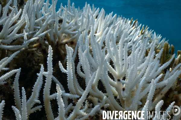 Acropora en phase de blanchissement