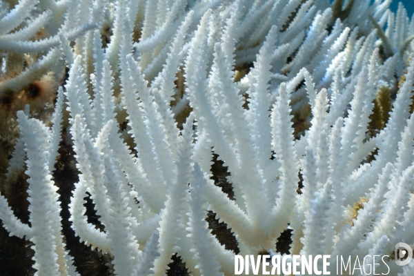 Acropora en phase de blanchissement