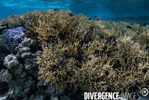 Acropora pulchra vivant