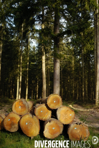 Exploitation des forêts,Eure