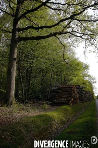 Exploitation des forêts,Eure