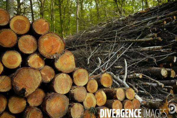 Exploitation des forêts,Eure