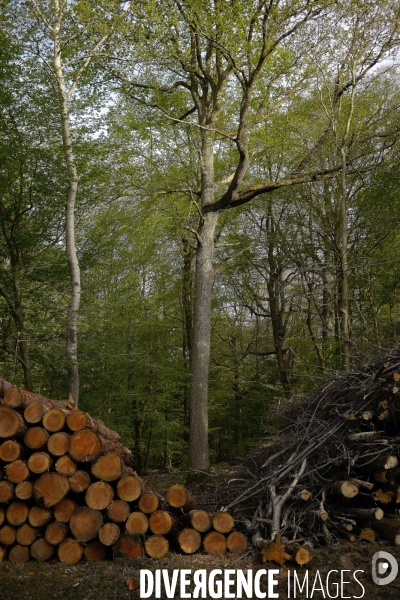 Exploitation des forêts,Eure