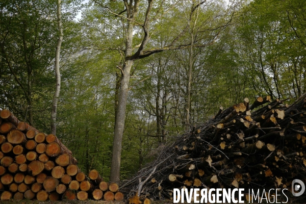 Exploitation des forêts,Eure