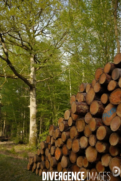 Exploitation des forêts,Eure