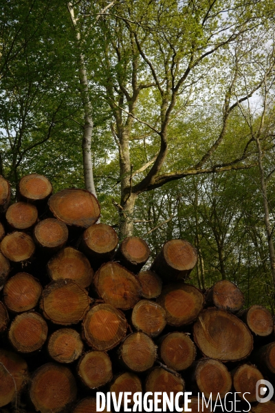 Exploitation des forêts,Eure