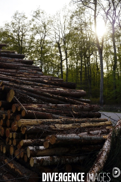 Exploitation des forêts,Eure