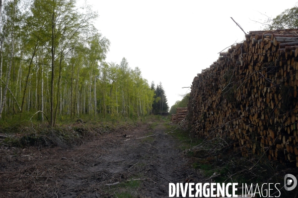 Exploitation des forêts,Eure