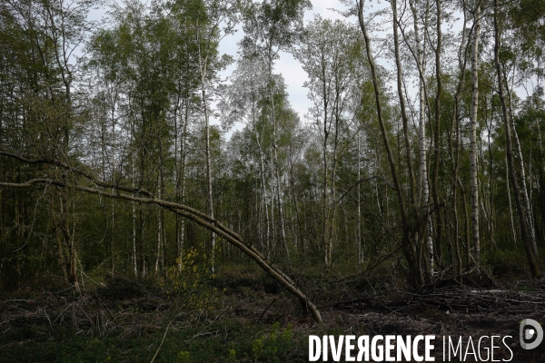 Exploitation des forêts,Eure