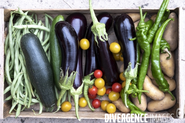 Les légumes du jardin