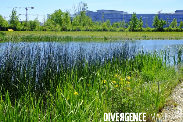 Saclay, campus urbain