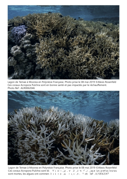 Comparaison entre des coraux sains et en phase de blanchissement.