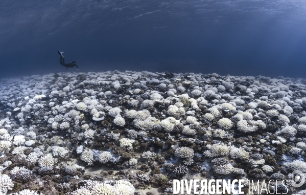 La mort blanche, linceul sur l  océan