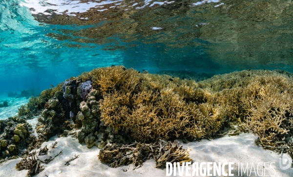 Acropora en bonne sante