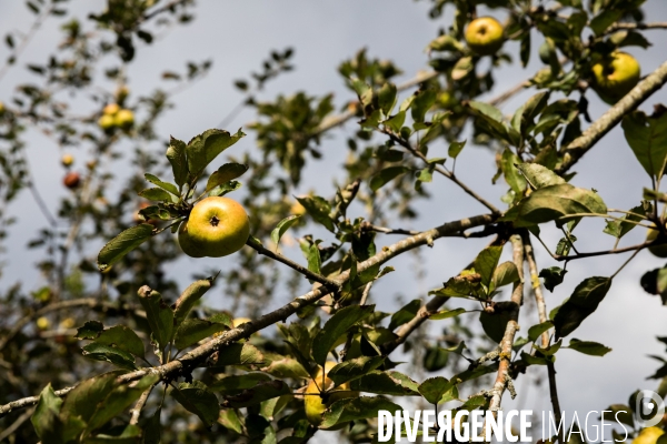 Producteur de cidre au Pays basque