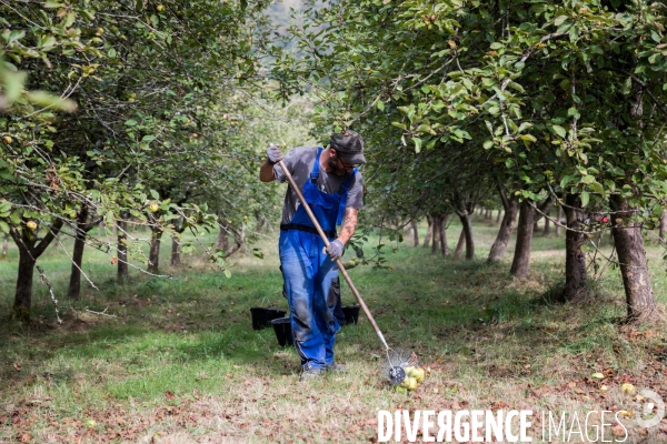 Producteur de cidre au Pays basque