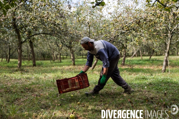Producteur de cidre au Pays basque