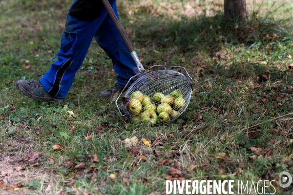 Producteur de cidre au Pays basque