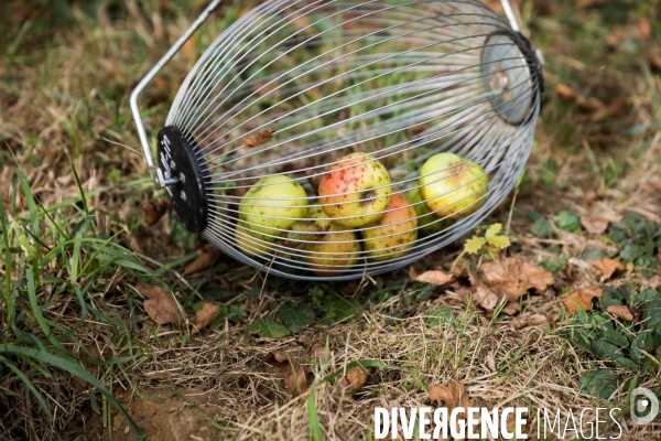 Producteur de cidre au Pays basque