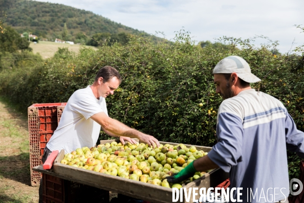 Producteur de cidre au Pays basque