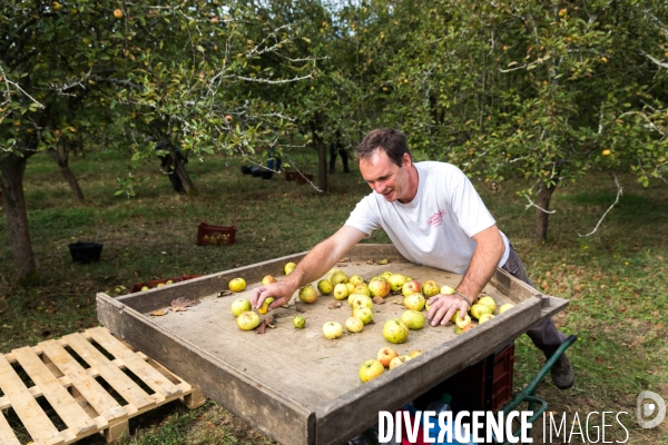 Producteur de cidre au Pays basque