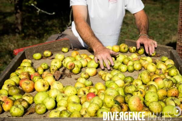 Producteur de cidre au Pays basque