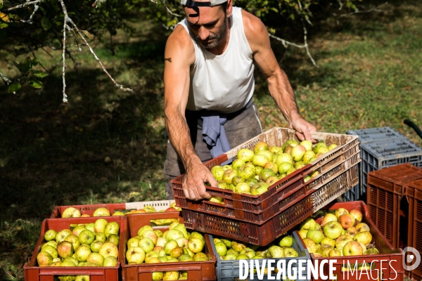 Producteur de cidre au Pays basque