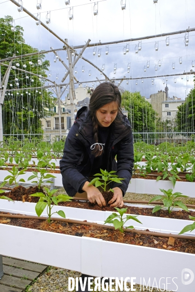 Quand Paris devient agricole...