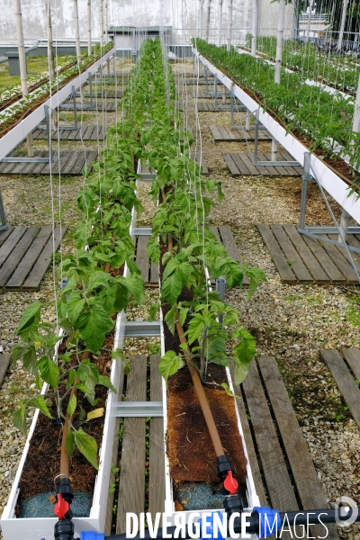 Quand Paris devient agricole...