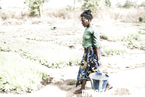 L agriculture au Mali