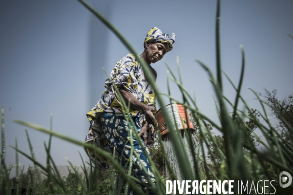 L agriculture au Mali