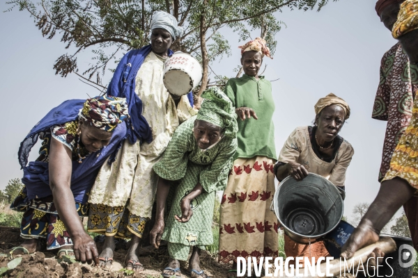 L agriculture au Mali