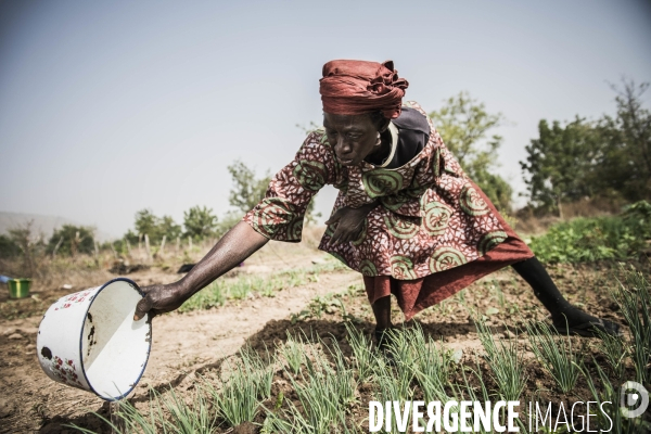 L agriculture au Mali